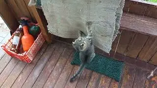 Опять дождь и это здорово! Боня живчик