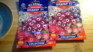 ЦИНЕРАРИЯ гибридная ПОСЕВ/ВСХОДЫ/УХОД.CINERARIA hybrid SEEDING / SPROCKING / CARE.