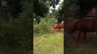 The horse is eating grass under trees