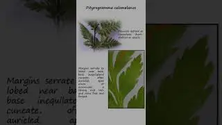 Silverback fern, Pityrogramma calomelanos (Family Pteridaceae) Fern identity# Plants#