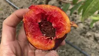 Вкусный поздний нектарин - Макс (Max) - Агро Сад 2023