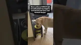 #собака