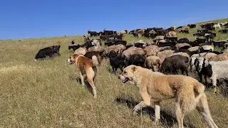 всё таки мы их нашли отарные собаки гор Нохур!