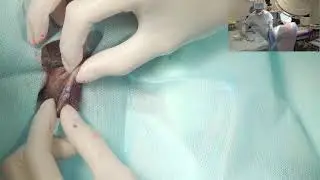 Промежностная грыжа у собаки и кастрация кобеля