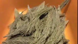 Веточки сосны