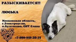 Пропала собака! ЛЮСЬКА. Московская область, г.Электроугли.