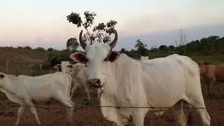 REUNINDO TODO O GADO🐮🐴