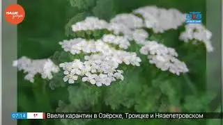 Фитоаптека — Тысячелистник