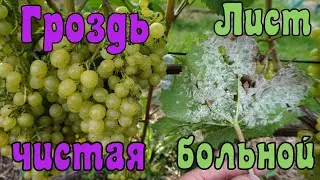 Виноград. Дожди в августе .Милдью не отступает .Фармайод .