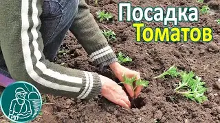 🍅 Planting tomato seedlings in open ground 🌱 Growing tomatoes