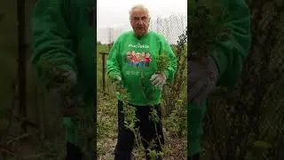 Чтобы было много малины, сделайте ЭТО сейчас! Работы, от которых зависит урожай