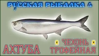 РР4 АХТУБА ЧЕХОНЬ ТРОФЕЙНАЯ / РУССКАЯ РЫБАЛКА 4 АХТУБА ЧЕХОНЬ / RUSSIAN FISHING 4 AKHTUBA RIVER