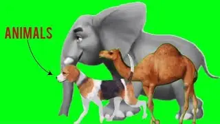 Green Screen Animal Running Video 