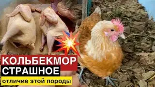 Шо приготовить с ТОЩЕЙ КУРИЦЫ//Куры породы Кольбекмор с Германии