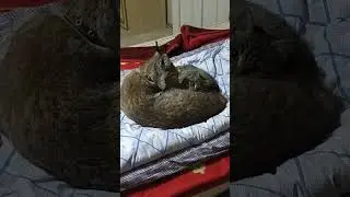 Рысь Даша - идиллия