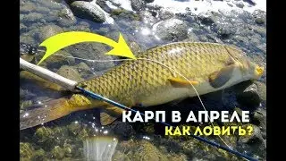 Как ловить карпа в апреле?