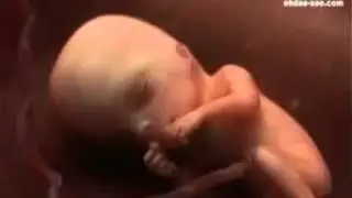 Стоит посмотреть! Развитие плода в утробе!