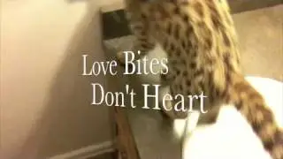 F1 Savannah cat, Amara Rose, being so loving