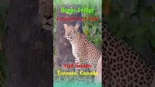 Leopards South Africa Wildlife Happy Friday 