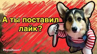 Луночка булочка - чаки | Поставил лайк | Корги Луна | Тик Ток | Корги из TikTok 