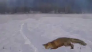 #приколы красивые видео