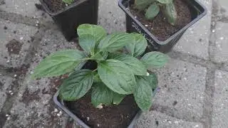 Что делать ,если у черенков корешки наросли,а вершки замерли ?🌿🌿🍃🍃