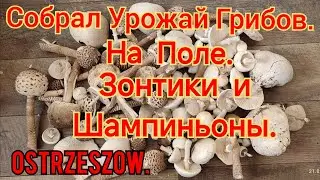 ГРИБНОЙ СЕЗОН. НА ПОЛЕ СОБРАЛ ГРИБЫ ЗОНТИКИ И ПОЛЕВЫЕ ШАМПИНЬОНЫ. ЛЕС ЕЩЁ ПУСТОЙ.