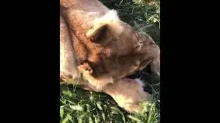 ❤️Для тех, кто помнит и продолжает любить. #shorts #shortvideo #animals #lions #short #тайган