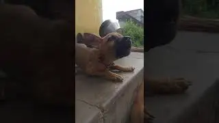 Maruthu - Kombai  Puppy