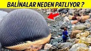 Google'da Aratmaya Üşeneceğiniz 20 Çılgın Şey