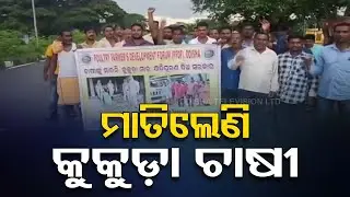 କୁକୁଡ଼ା ମରା ଅଭିଯାନ ଭିତରେ ତେଜୁଛି ଚାଷୀଙ୍କ ଅସନ୍ତୋଷ