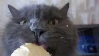 кот ест мороженое/ cat eats