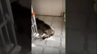 Растопыренный кот бежит в домик 
