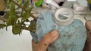 УПАКОВКА МЕТЕЛЬЧАТЫХ ГОРТЕНЗИЙ ИЗ ОТКРЫТОГО ГРУНТА!!