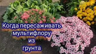 Хризантема мультифлора. Когда пересаживаю в горшок для хранения в подвале.