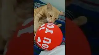 Cat Reaction to Playing Balloon - Funny Cat Balloon Reaction ... #SHORTS 2022