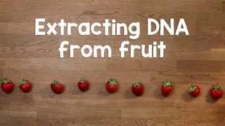 Extracting DNA from fruit