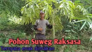BERBURU POHON SUWEG RAKSASA