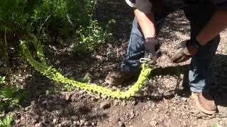 Brush Grubber Heavy-Duty Shrub/Clump Grubber, Model# BG19