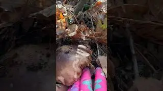 Білий гриб  