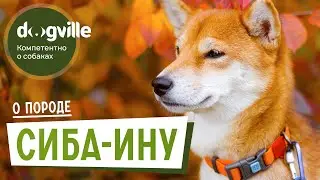 Сиба-ину - О породе - Как выбрать щенка Сиба-ину?