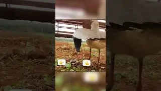 Птица Защищает Кладку От Комбайна