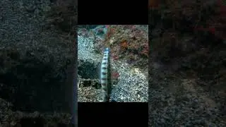 The mantis crab deals devastating blows!