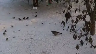 Сойка и снегирь