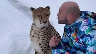 Gerda froze to the path?! Weather changes and cheetah behavior