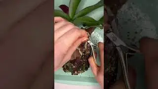 НА ОРХИДЕИ ВОДОРОСЛИ