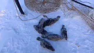 Последняя зимняя рыбалка в этом году