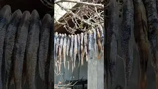 Когда рыбалка удалась! Результат хорошей рыбалки!