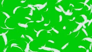 flying feather green screen