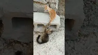 i love you cute animals! cutest animals! 